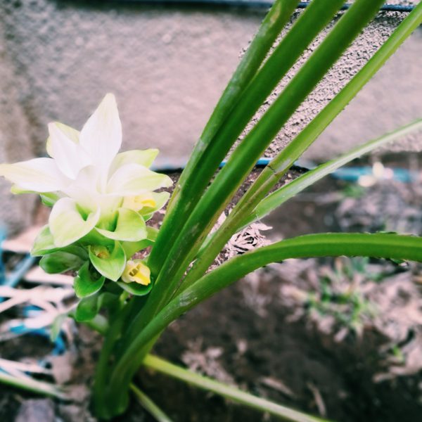 ウコンの花